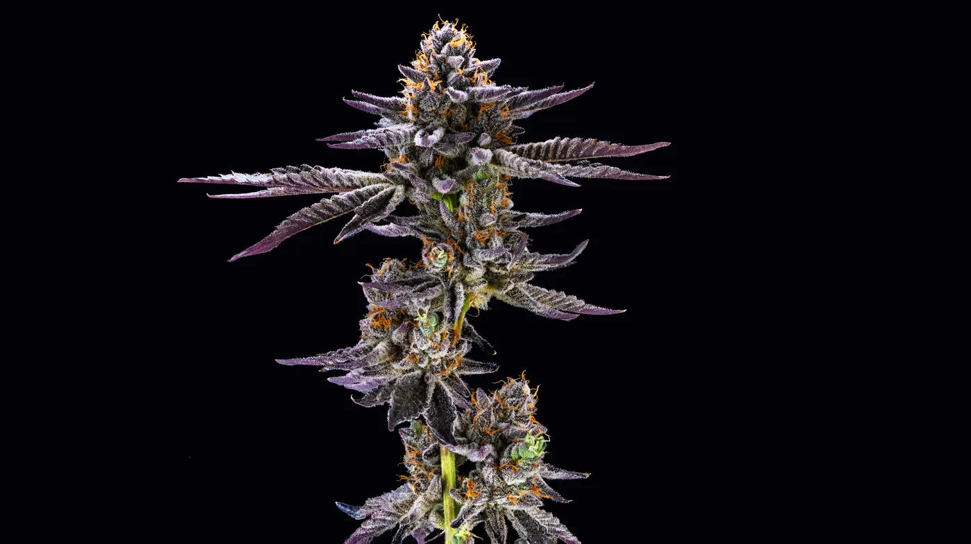 Frosted bud